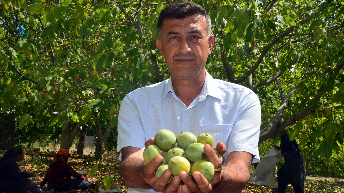 800 bin ağaçta ‘yeşil altın’ mesaisi başladı: Bu yıl yüzleri güldürdü - Görsel 3