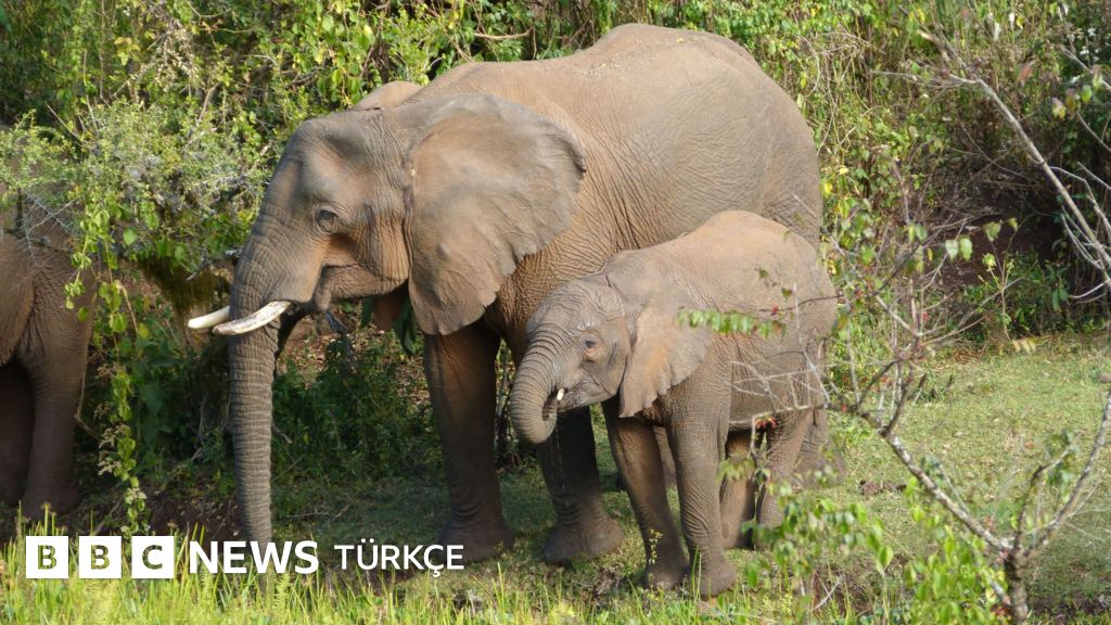 Afrika filleri hastalandıklarında 35 farklı şifalı bitki kullanıyor, bilim insanlarını şaşırttı