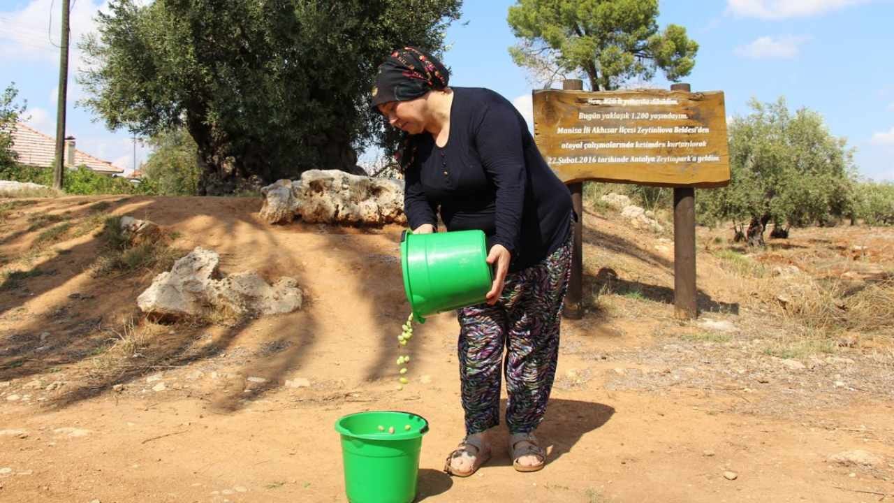 Antalya'da zeytin hasadında rekor kırılımı: Bu sezon 'var yılı', 70 bin ton beklentisi