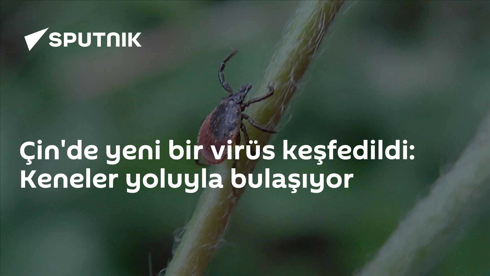 Çin'de kene ısırmasıyla bulaşan yeni bir virüs tanımlandı: ALTNV
