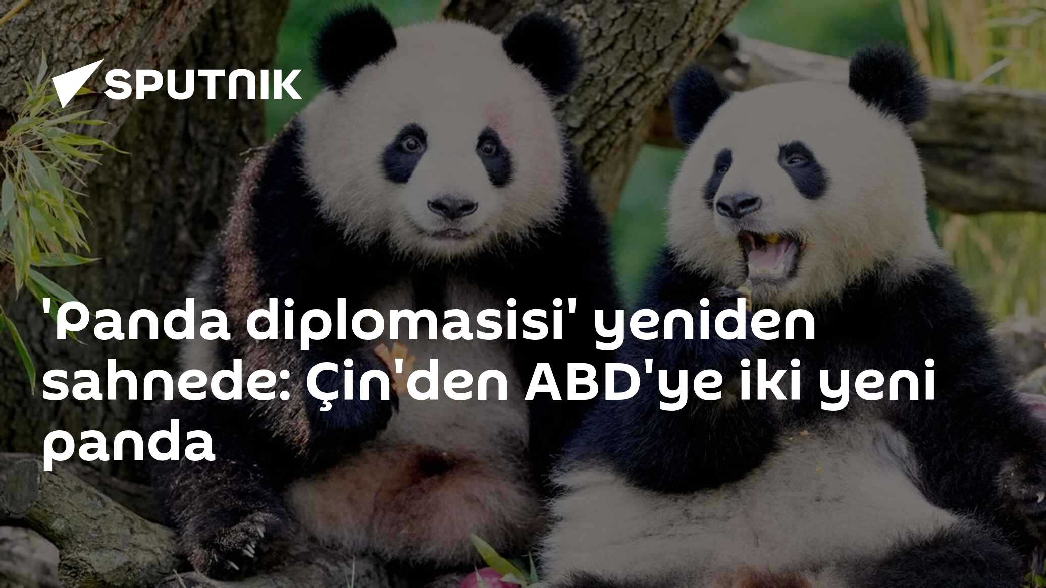 Çin'den Atlanta'ya iki dev panda: "Panda diplomasisi" yeni döneme giriyor
