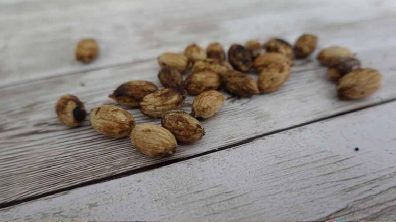 Duyan çöpe atmaktan vazgeçiyor: Zeytin çekirdekleri hazineye dönüşüyor - Görsel 1