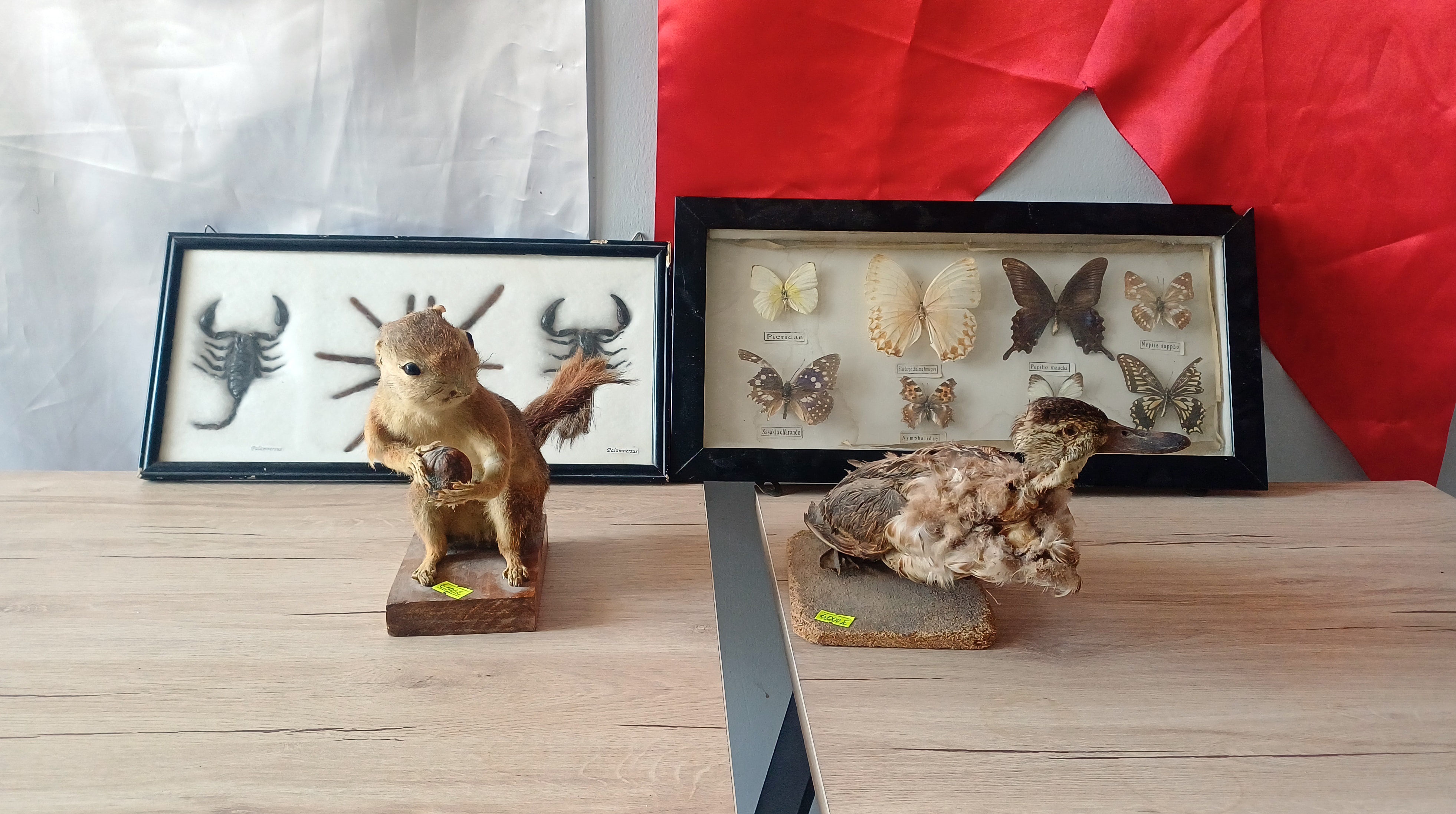 İş yeri değil adeta yaban hayatı müzesi - Görsel 3