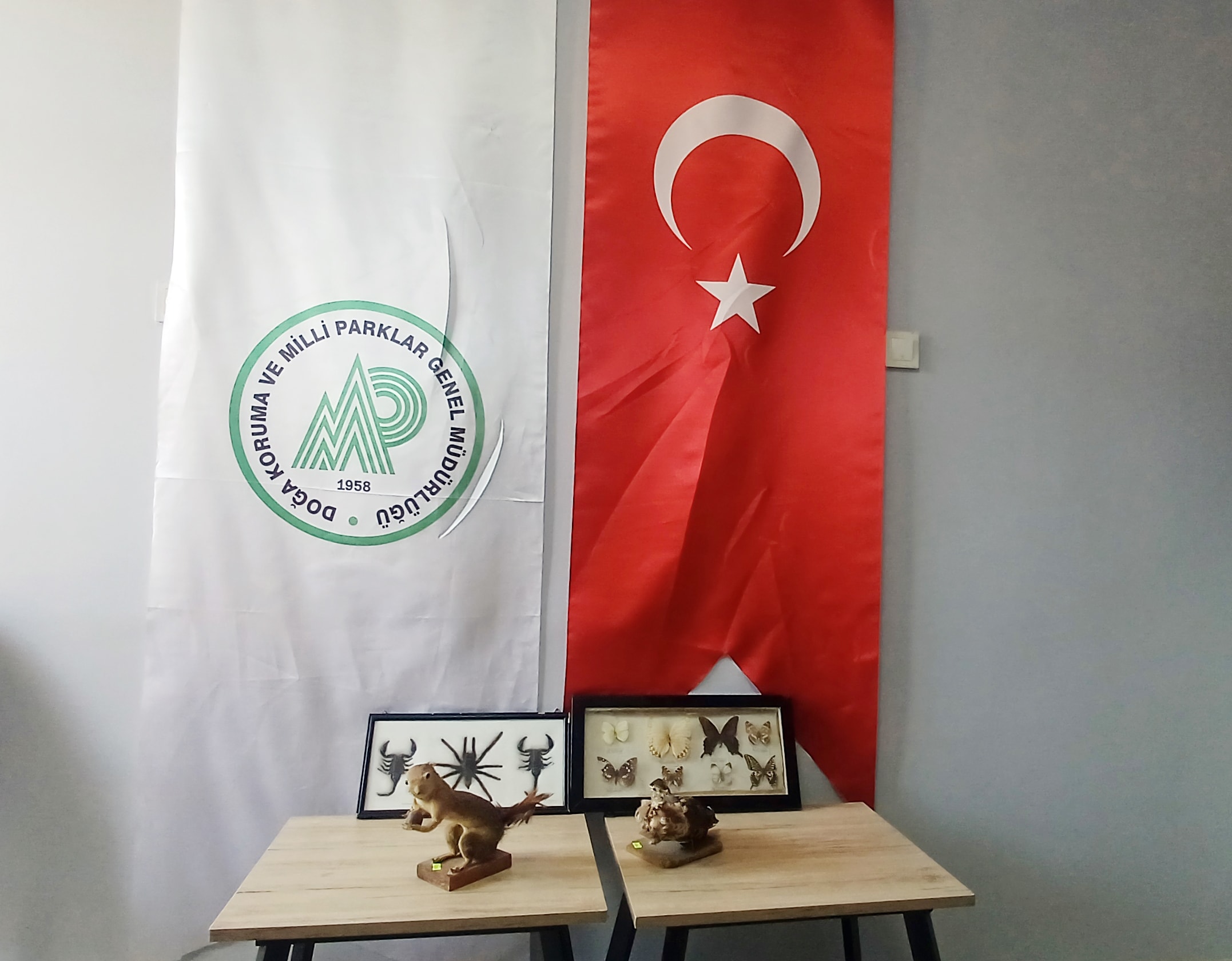 İş yeri değil adeta yaban hayatı müzesi - Görsel 2