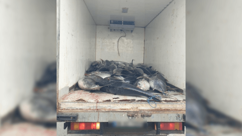 İzmir'de 3 ton mavi yüzgeçli orkinosa el konuldu: 3 gözaltı! - Görsel 1