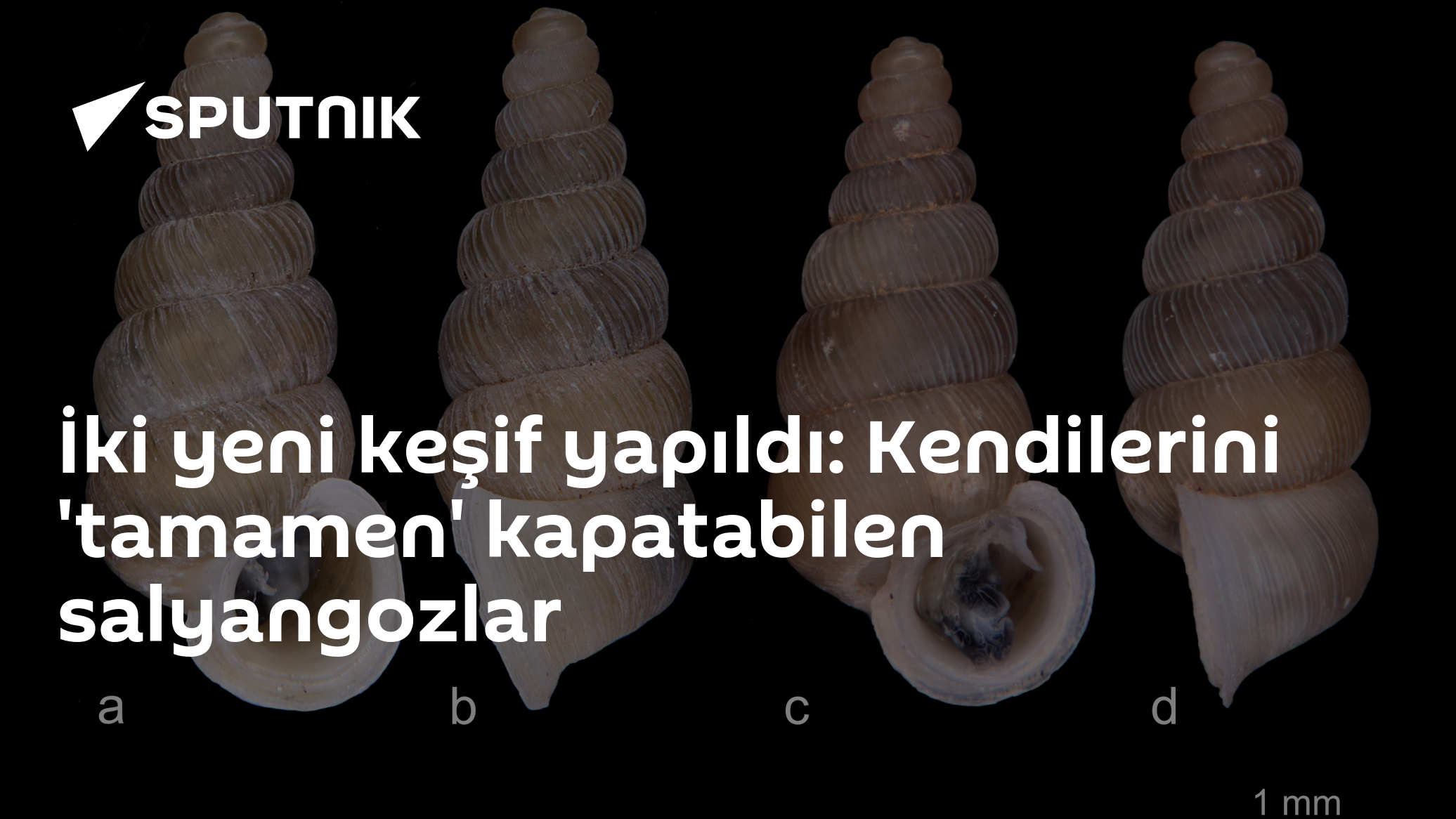 Karadağ'da bilim insanı heyecanı: Kabuklarını tamamen kilitleyen iki yeni salyangoz türü keşfedildi