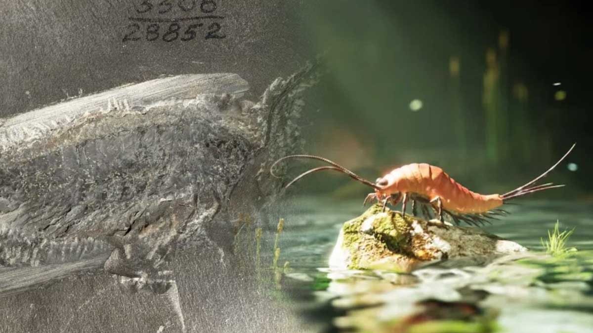 Özel bir ışık tutunca ortaya çıkan yaratık ezber bozdu