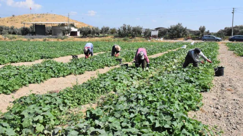Tarlaya ektikten 1 hafta sonra hasat ediliyor: Fiyatı boy boy 8 kat değişiyor - Görsel 1