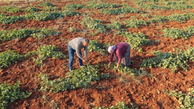 Tarlayı hiç sulamadan hasat ediliyor: 'Çıtır Cemile'yi eken paraya para demiyor - Görsel 1
