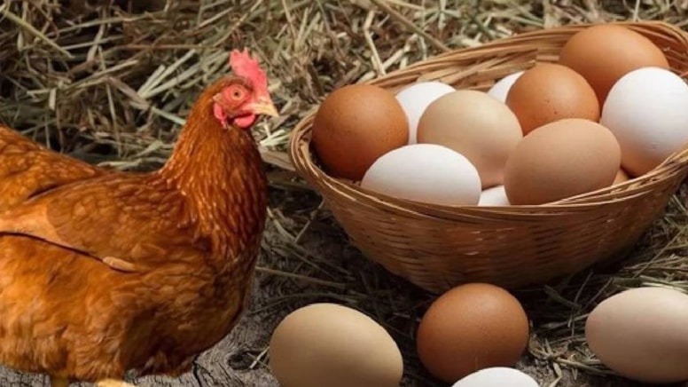 Tavuk mu yumurtadan, yumurta mı tavuktan çıkı? Sonunda belli oldu - Görsel 1