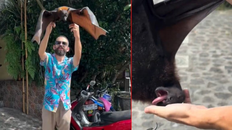 Türk Youtuber'ı en tehlikeli yarasa ısırdı: Herkesi COVID-19 korkusu sardı - Görsel 1