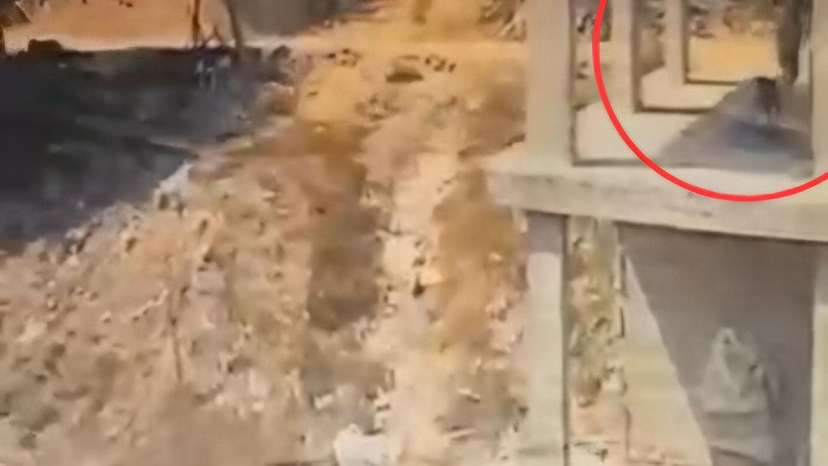 Vicdansızlığın da bu kadarı! İnşaatta uyuyan köpeğe sopayla saldırdı - Görsel 2